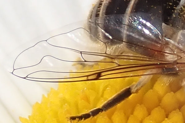 da identificare: Eristalis ?